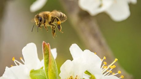 Сырой мед против органического меда