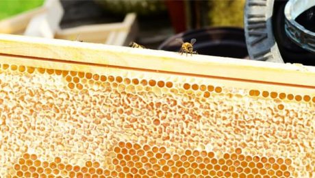 Как есть соты