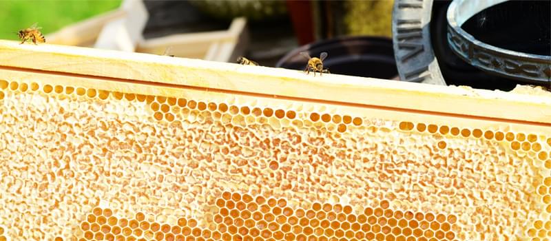 كيف تأكل قرص العسل