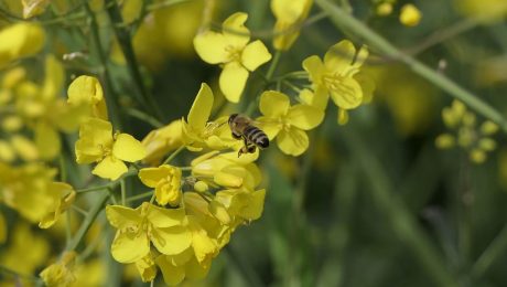 O que é uma viagem de mel de estupro na China?