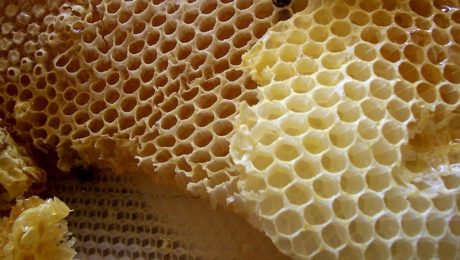 Geleia Real - Perguntas e Respostas!