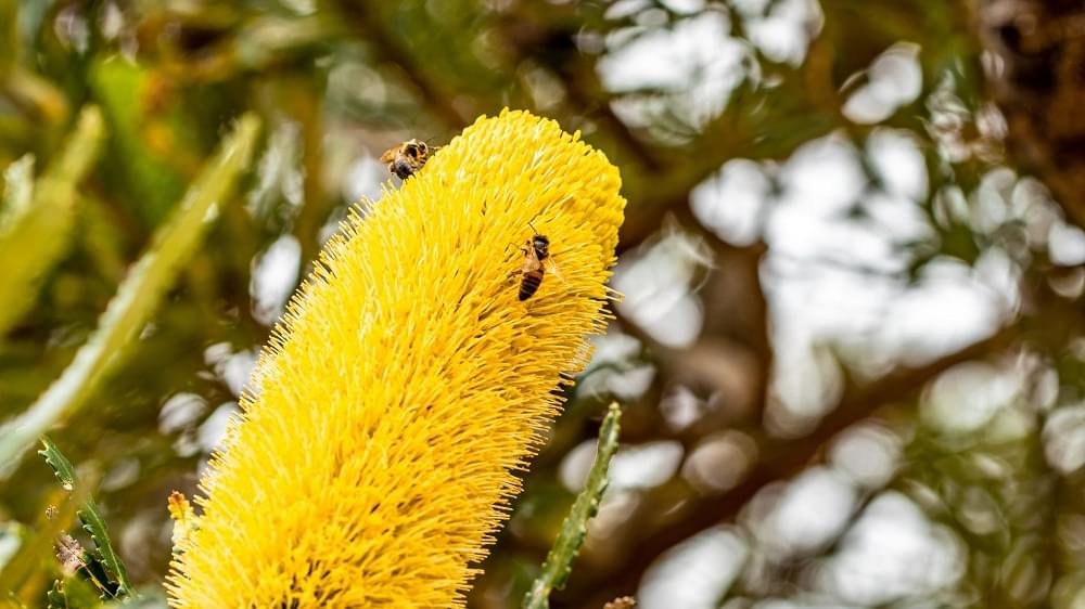 Powder datse pollen benefits in urdu