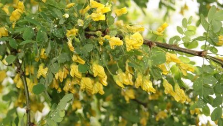 Mel de acácia um dos mel de maior quantidade exportado na China