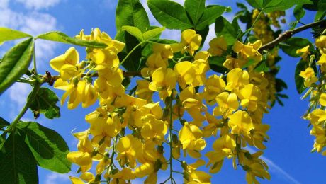 Quanto você sabe sobre os segredos do Mel de Acácia?