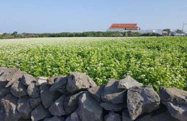 هل تعرف ما هو عسل الحنطة السوداء؟ 