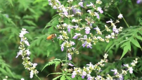 Why_drink_Vitex_honey