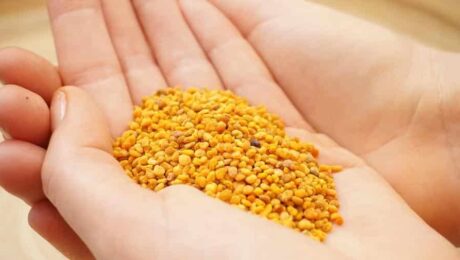 Levá-lo para aprender sobre pólen de abelha