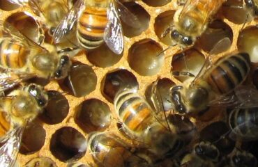 奇跡のエリクサー–ローヤルゼリー 奇跡のエリクサー-ローヤルゼリー