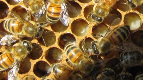 O Milagroso Elixir - Geleia Real