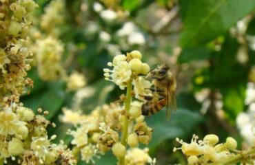 مقدمة من عسل اللونجان ووظيفة وفعالية عسل اللونجان