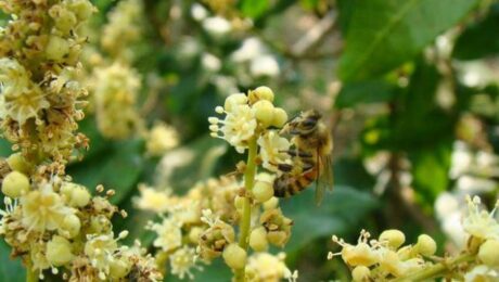 リュウガンハニーとリュウガンハニーの機能と効能の紹介