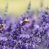 كيف يجمع النحل العسل؟