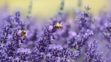 كيف يجمع النحل العسل؟