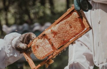 Comment nous récoltons le miel
