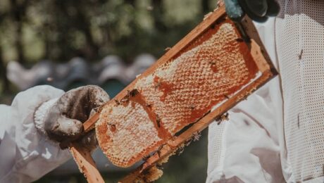 كيف نحصد العسل