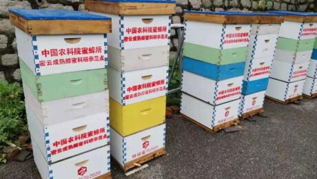 يقود معهد النحل التابع لأكاديمية العلوم الزراعية ثورة إنتاج العسل