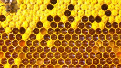 8 verdades sobre la miel