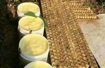 Why is royal jelly the first choice of pure natural nutrition