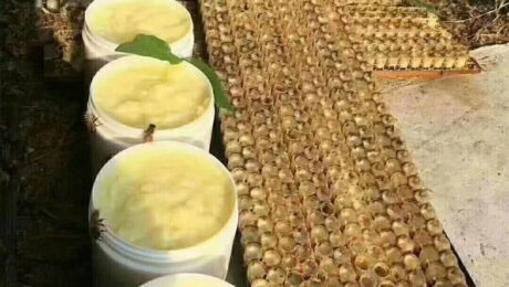 로열젤리가 순수 자연 영양의 첫 번째 선택인 이유