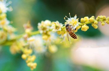 Meneroka Ciri Unik Madu Longan dan Madu Polyflower Meneroka Ciri Unik Madu Longan dan Madu Polyflower