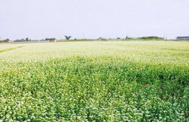 Gesundheit und Köstlichkeit in der Kombination aus Buchweizen und Honig