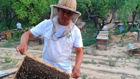 Darah Manusia- Madu Sidr Baru