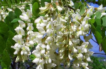 La douceur du miel d'acacia