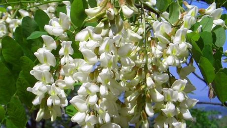 Manisnya Madu Akasia