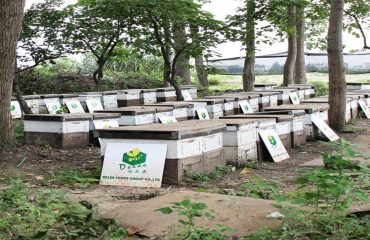 Лучшая база пчеловодства Delee Foods