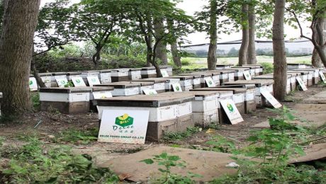 Najlepsza baza pszczelarska Delee Foods