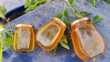 대추꿀은 왜 사람들을 사랑하고 미워하게 만드는가?