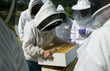 تحليل الخصائص الرئيسية والتدابير المضادة لتداول منتجات النحل في الصين