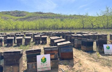 Cabaran Pembiakan Lebah China dan Peranan Delee Foods dalam Pengeluaran Madu Global