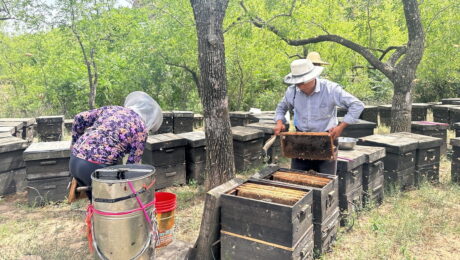 Gambaran Keseluruhan Penuaian Madu Cina: Tahun yang Mencabar