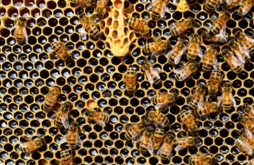 Dlaczego dojrzały miód fermentuje? Poradnik pszczelarza