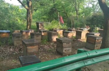 Descubra la dulzura de la naturaleza en las granjas apícolas de Delee Foods Descubra la dulzura de la naturaleza en las granjas apícolas de Delee Foods