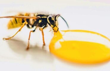 Mel Multifloral Elixir Multifacetado da Natureza para Saúde e Bem-Estar Mel multifloral: o elixir multifacetado da natureza para a saúde e o bem-estar