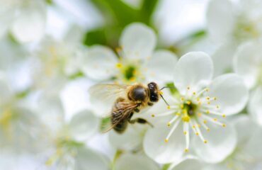 Entdecken Sie die Welt der Bienen: Arten, Anpassungsfähigkeit und Honigproduktion