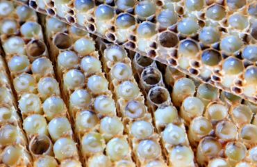 Delee Honey - Top B2B Supplier of High-Quality Royal Jelly Products