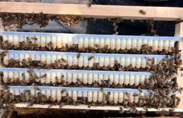 Manfaat Royal Jelly: Panduan Ahli 2025 | Delee Honey