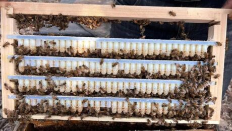 Faedah Jeli Diraja 2025 Panduan Pakar Delee Honey Khasiat Royal Jelly: Panduan Pakar 2025 | Delee Honey