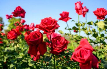 知っておくべきバラの花粉の6つの美容効果 知っておくべきバラの花粉の6つの美容効果