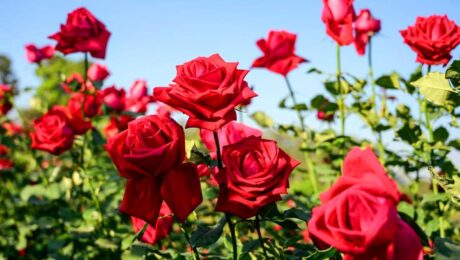 6 فوائد جمالية لحبوب لقاح الورد يجب أن تعرفيها 6 فوائد جمالية لحبوب لقاح الورد يجب أن تعرفيها