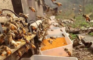 Débloquez la croissance du pollen d'abeille Alimentation animale – Le guide définitif Débloquez votre croissance : alimentation animale à base de pollen d'abeille - Le guide ultime