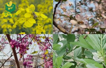 Самый сладкий подарок весны. 5 причин заказать сырой мед премиум-класса от Delee Foods прямо сейчас! Самый сладкий подарок весны: 5 причин заказать сырой мед премиум-класса от Delee Foods прямо сейчас!