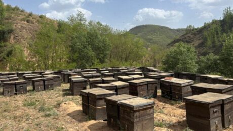 Eksport Produk Lebah China pada 2025 Pemulihan, Lonjakan & Kejutan Eksport Produk Lebah China pada 2025: Pemulihan, Lonjakan & Kejutan