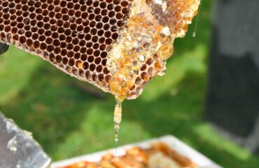 Многоцветковые соты Чистый натуральный подарок от пчел – Delee Foods Многоцветковые соты: чистый натуральный дар от пчел – Delee Foods