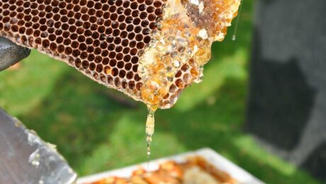 Sarang Lebah Multibunga Murni Alami Hadiah dari Lebah – Delee Foods Sarang Lebah Multibunga: Hadiah Alami Murni dari Lebah – Delee Foods