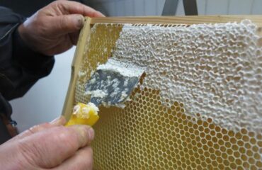 제품 라인에 Honeycomb을 추가해야 하는 7가지 강력한 이유 제품 라인에 Honeycomb을 추가해야 하는 7가지 강력한 이유